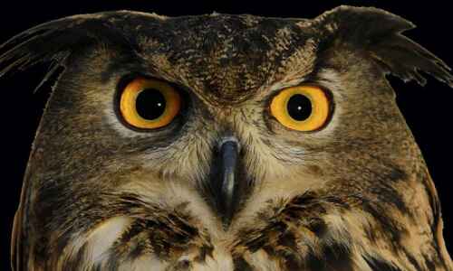 What a hoot: International Owl Center in Minnesota is a real eye-opener
