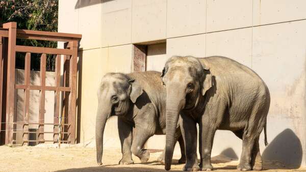 An elephant is the new kid at the National Zoo