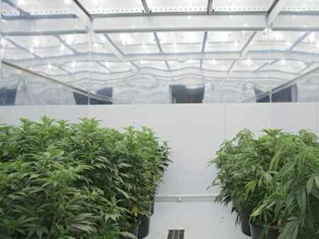 Medical marijuana manufacturer coming to Iowa City