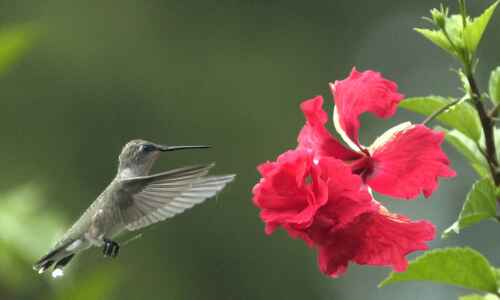 Want to help hummingbirds?