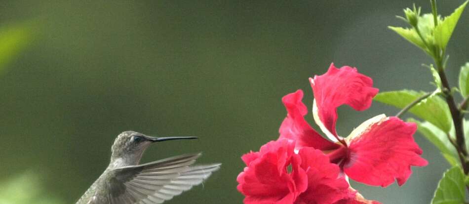 Want to help hummingbirds?