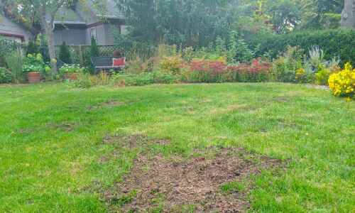 How to patch your lawn