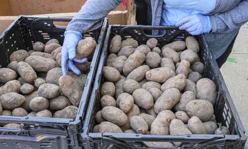 Table to Table ‘potato party’ distributes 58,000 pounds of vegetables in Johnson County