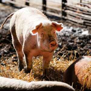 Iowa farm groups criticize SCOTUS ruling on challenge to California animal cruelty law