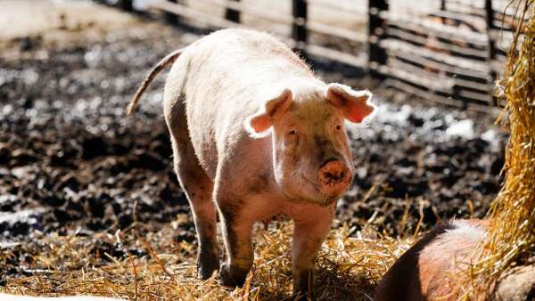 Iowa farm groups criticize SCOTUS ruling on challenge to California animal cruelty law
