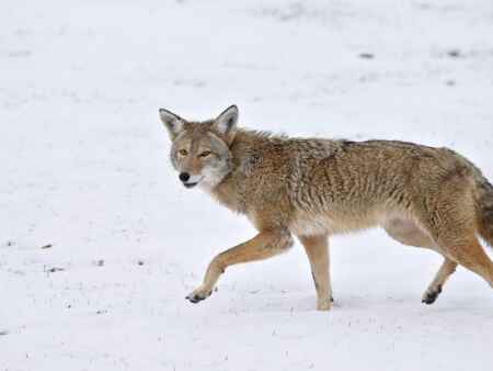 Man shot in leg while pursuing coyote in Benton County