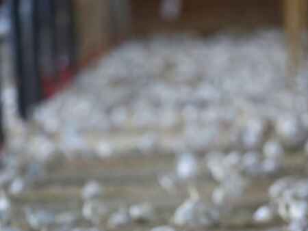 Conspiracy theorists flock to bird flu