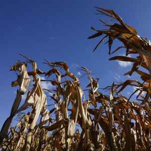 Rain shrinks area of extreme drought in Eastern Iowa