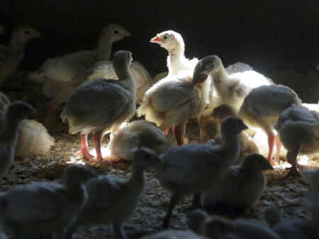 First case of human bird flu infection confirmed in Colorado