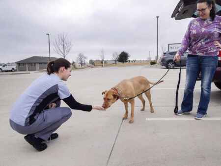 Photos: Hiawatha pet hospital using mobile app to communicate with pet owners during appointments