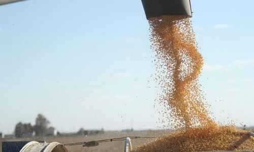 Corn yield expected to dip slightly