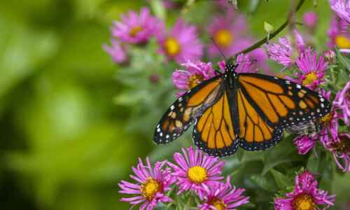 Research: Monarchs may benefit from habitat near crops, despite risks