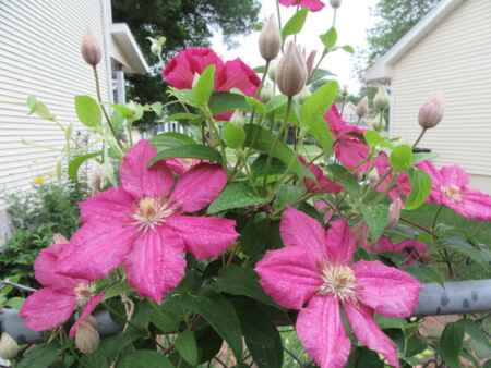 Add Clematis vines to your garden for beautiful, colorful blooms