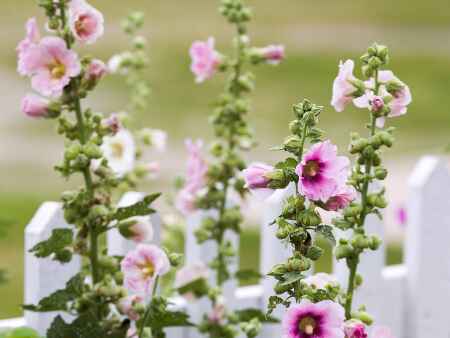 How to grow the regal hollyhock