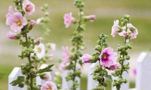 How to grow the regal hollyhock