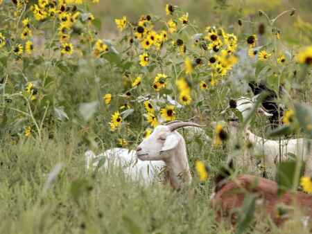 C.R. explores using goats to clear areas of city parks
