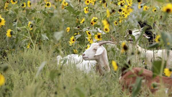 C.R. explores using goats to clear areas of city parks