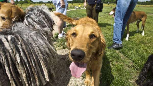 Unleashes rise as owners seek to socialize their pets in dog parks