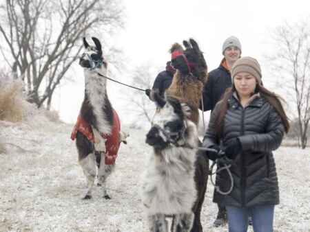 Hoofing it with llamas? You can do that in Eastern Iowa