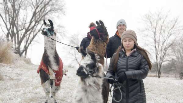 Hoofing it with llamas? You can do that in Eastern Iowa