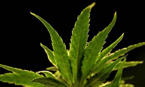 What happens if Iowa legalizes recreational marijuana?