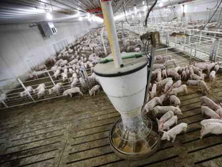 Factory farms produce plentiful food — and problems