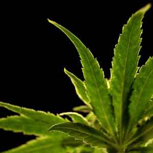 Iowa Democrats push for legal marijuana