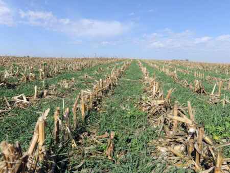 Opinion: Encouraging cover crops with crop insurance