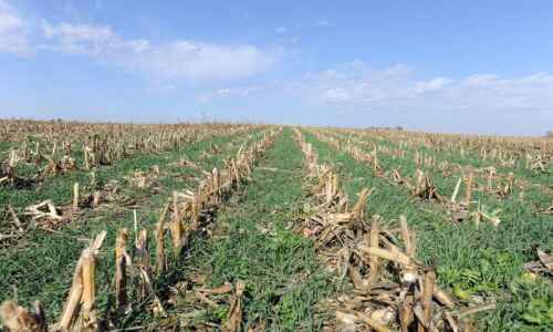 Opinion: Encouraging cover crops with crop insurance