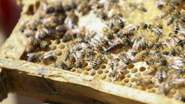 The ins and outs of keeping beehives