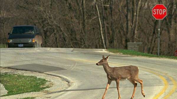 Chronic wasting disease found in central Iowa deer