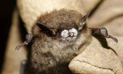 Iowa gets federal grant to study white-nose syndrome in bats
