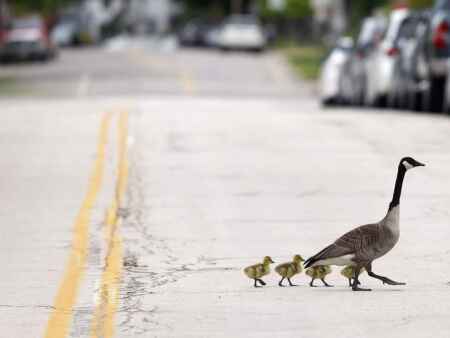 Photos: From Goose to Goslings