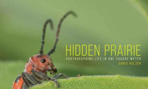 Ecologist captures life on the prairie, one photo at a time in new book, “Hidden…