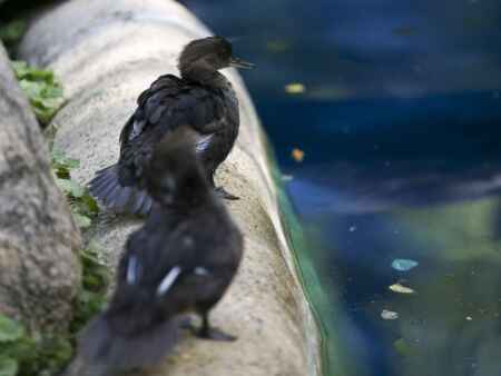 Meet the newest babies of the pandemic: The ducklings at Old MacDonald's farm