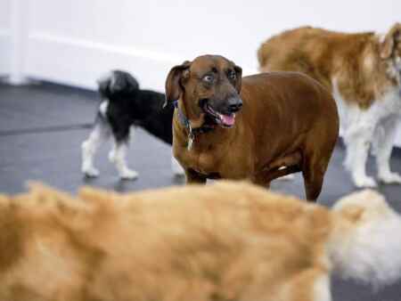 This Cedar Rapids doggy day care is a haven for fireworks-fearing dogs