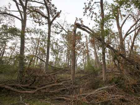 How should Cedar Rapids replenish trees downed in derecho?