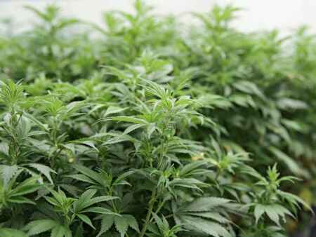 Iowa’s first medical marijuana company becomes Bud & Mary’s
