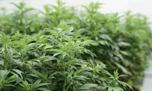 Iowa’s first medical marijuana company becomes Bud & Mary’s