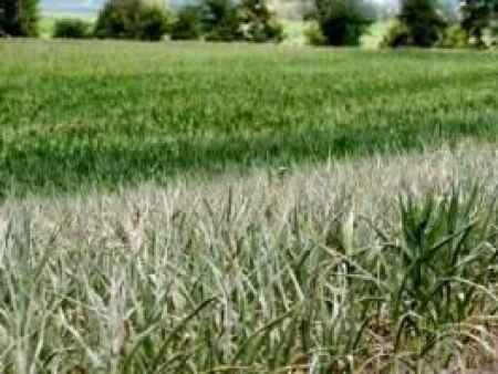 Iowa facing drought conditions