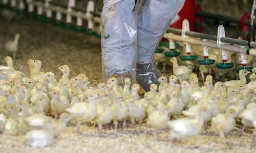 40K Iowa turkeys killed after Buena Vista bird flu outbreak