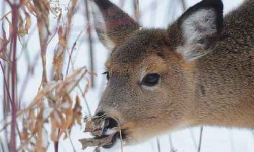 Iowa already allows hunting deer with an AR-15-style rifle