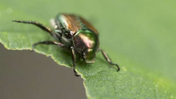 What to do about the dreaded Japanese beetles