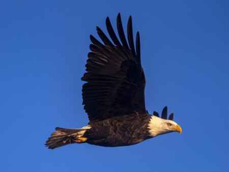WANTED: Volunteer bald eagle nest monitors
