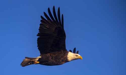 WANTED: Volunteer bald eagle nest monitors