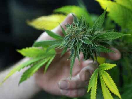 Effort underway to change Iowa cannabis laws