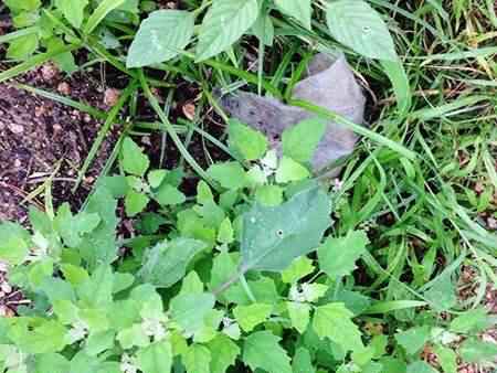 How to control weeds without using any chemicals