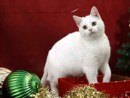 Photos: Meet these 12 Cats of Christmas up for adoption in Cedar Rapids