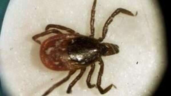 Ticks and Lyme disease lurk in Iowa
