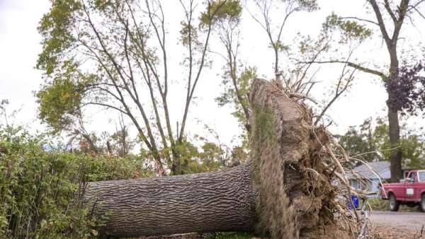 Iowa Ideas panelists see new growth from derecho tree destruction